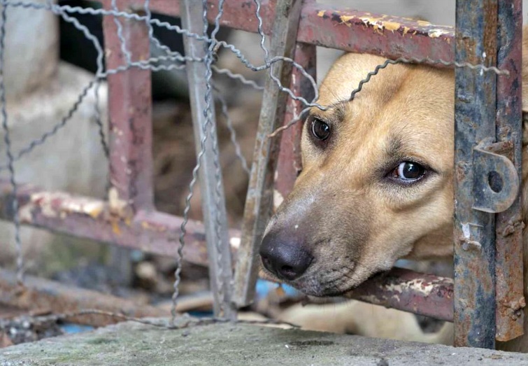 ΚΑΚΟΠΟΙΗΣΗ ΖΩΟΥ