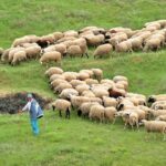 Αμνοερίφια προς σφαγή στη Φιλιππιάδα χωρίς απαιτούμενα έγγραφα