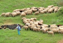 Αμνοερίφια προς σφαγή στη Φιλιππιάδα χωρίς απαιτούμενα έγγραφα