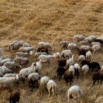 Μετέφεραν αρνιά προς σφαγή χωρίς απαιτούμενο έλεγχο