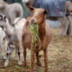 Απογραφές για ζωικό κεφάλαιο στην Ήπειρο