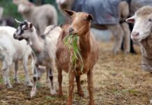 Απογραφές για ζωικό κεφάλαιο στην Ήπειρο