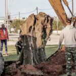 Υπεραιωνόβιες ελιές σε κόμβους της Πρέβεζας