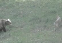 Αρκούδα καταδιώκει λύκο μετά από επίθεση στο αρκουδάκι της