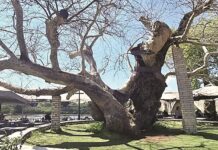 Επίσημη αίτηση προς Δήμο Αρταίων από «Αρτινών Συνεργασία» για τον ιστορικό πλάτανο στη γέφυρα που χάνεται