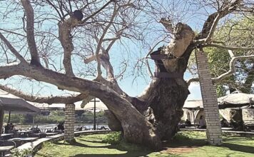 Επίσημη αίτηση προς Δήμο Αρταίων από «Αρτινών Συνεργασία» για τον ιστορικό πλάτανο στη γέφυρα που χάνεται