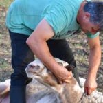 Των φρονίμων τα παιδιά… για αποφυγή από τις ζωονόσους
