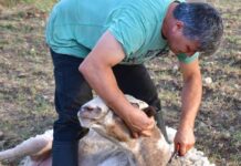 Των φρονίμων τα παιδιά… για αποφυγή από τις ζωονόσους
