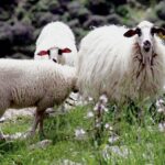 Εφηύραν τους ηλεκτρονικούς βώλους στο στομάχι για να αποφύγουν νέα σκάνδαλα με ΟΠΕΚΕΠΕ!