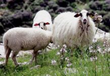 Μέρα τα βγάζω, μέρα τα βάζω, τι έχουν τα έρμα και ψοφάν;