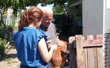 Ενημέρωση Δήμου Αρταίων για τα ζώα συντροφιάς